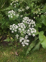 Anthriscus sylvestris