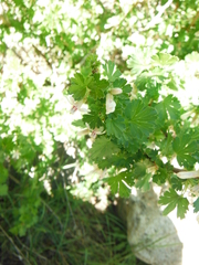Ribes inerme