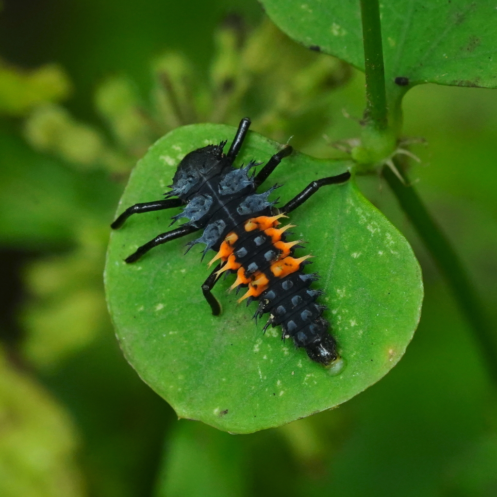 Greater Asian Lady Beetle
