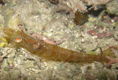 Metapenaeopsis goodei