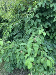 Actinidia