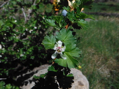Ribes inerme