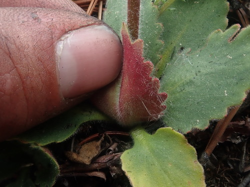 Image of Micranthes reflexa by (c) F Quiec, some rights reserved (CC BY-SA)