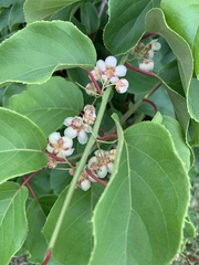 Actinidia