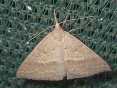 Epidesmia hypenaria