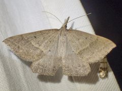 Epidesmia hypenaria