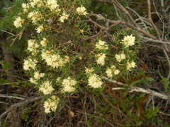 Petrophile squamata