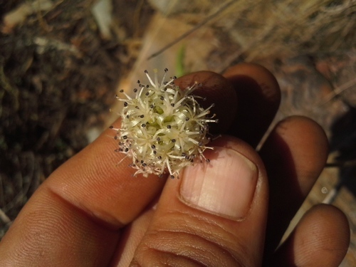 Drimia sphaerocephala