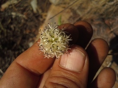Drimia sphaerocephala