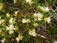 Petrophile squamata