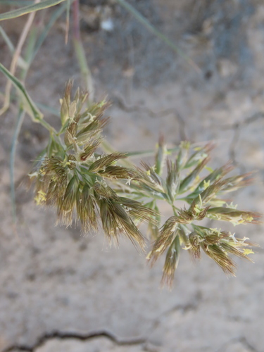 Image of Schmidtia pappophoroides by no rights reserved