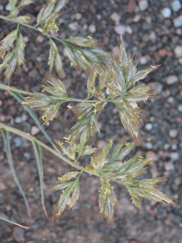 Image of Schmidtia pappophoroides by no rights reserved