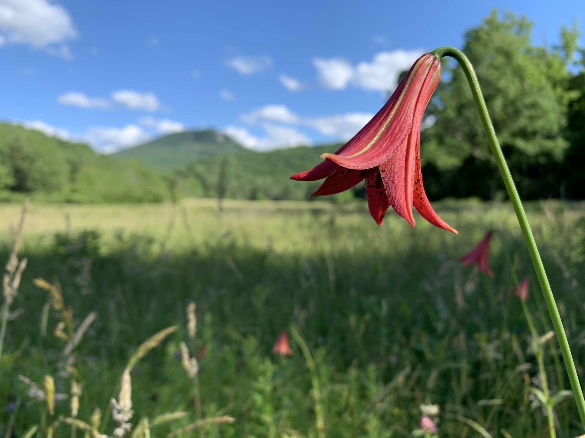 Lilium X pseudograyi