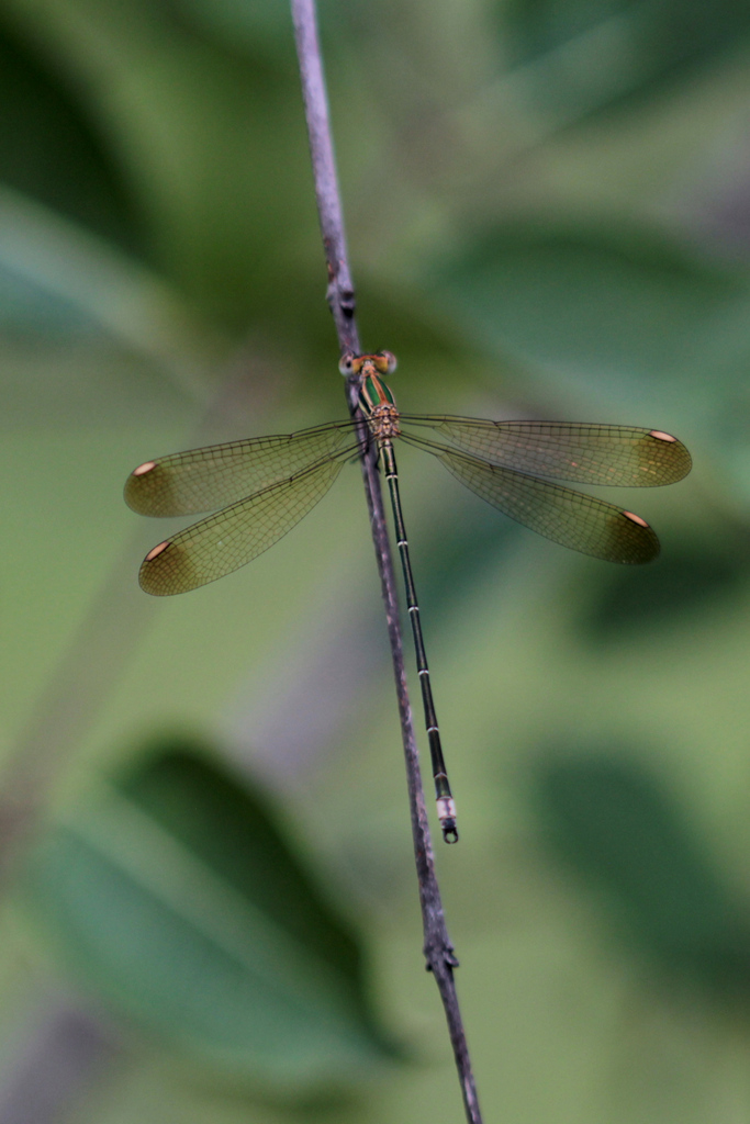 Yellow-winged Spreadwing