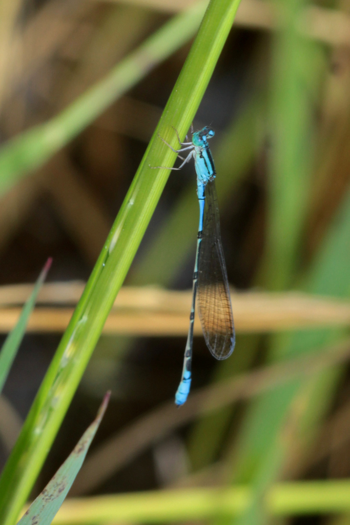 Aciagrion africanum