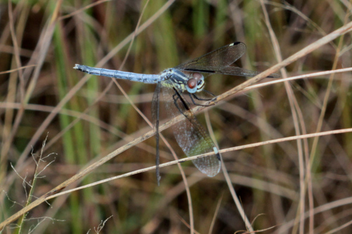 Pied-spot