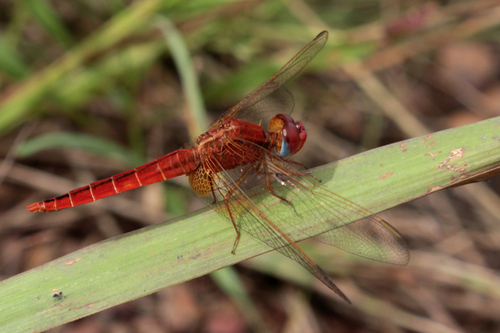 Broad Scarlet