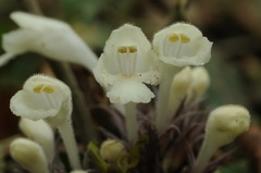 Gomphostemma chinense