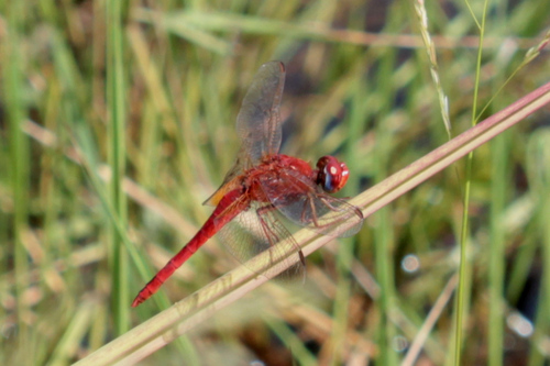 Broad Scarlet