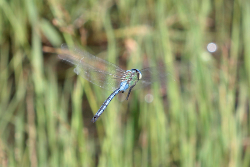 Blue Emperor