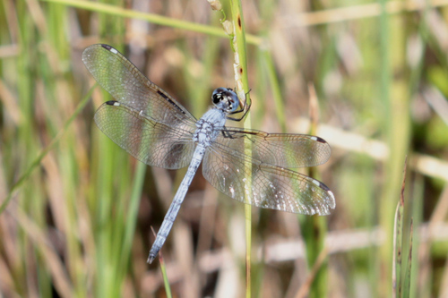 Pied-spot