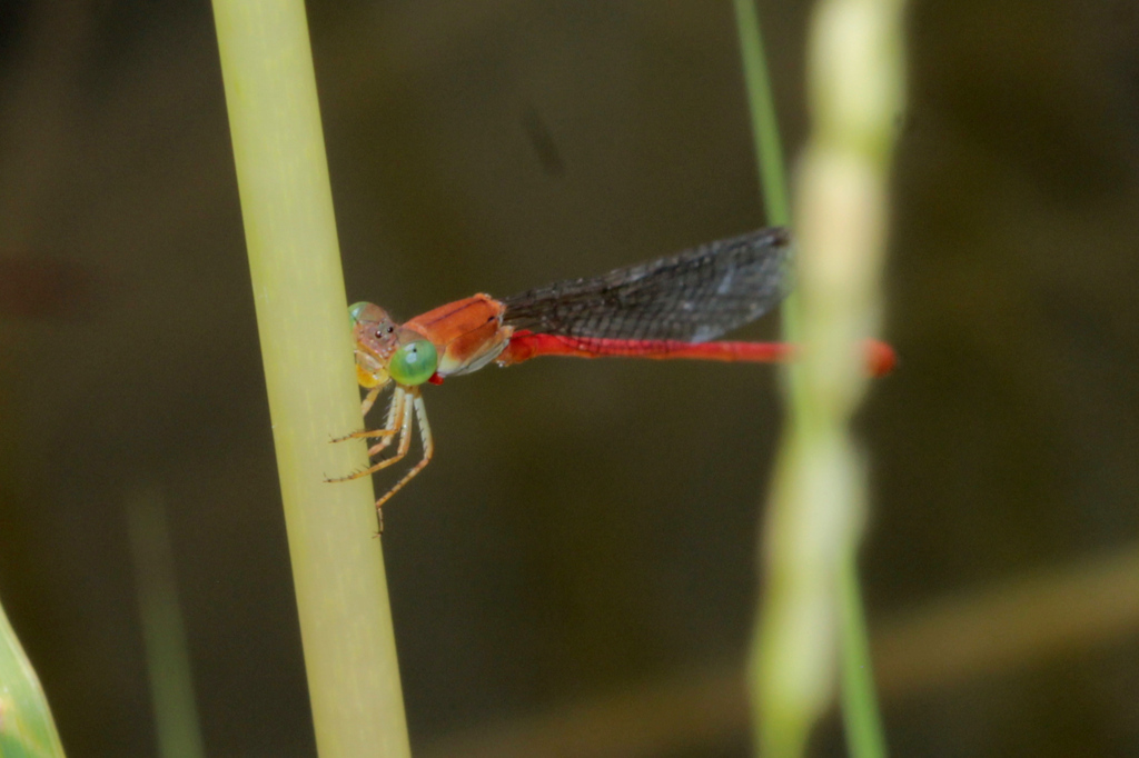 Ceriagrion junceum