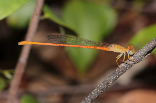 Common Citril
