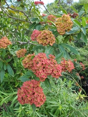 Carphalea