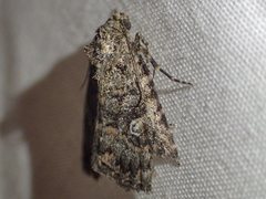 Condica aroana