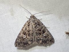Condica aroana