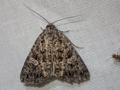 Condica aroana