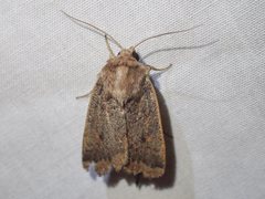 Proteuxoa porphyrescens