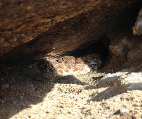 iNaturalist observation photo of Red Diamond Rattlesnake