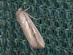 Leucania stenographa