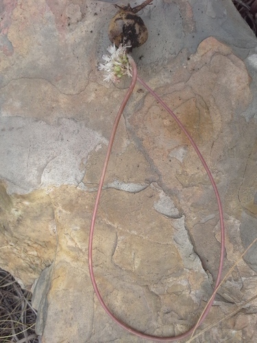 Drimia sphaerocephala