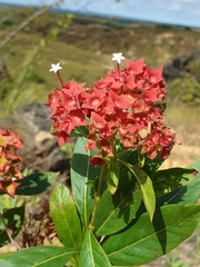 Carphalea