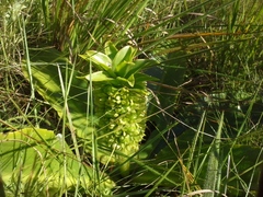 Eucomis autumnalis clavata