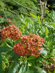 Carphalea