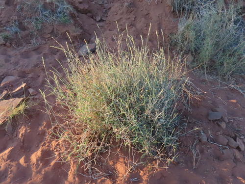 Image of Centropodia glauca by no rights reserved