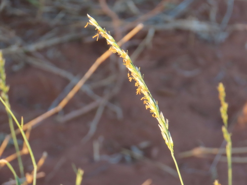 Image of Centropodia glauca by no rights reserved