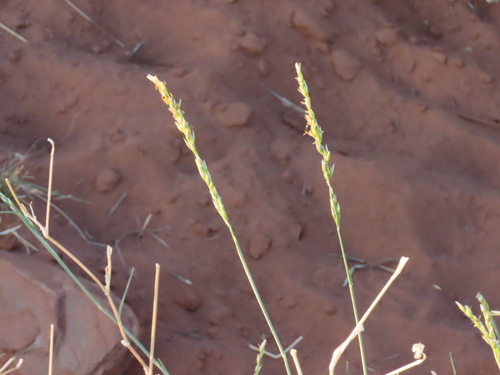 Image of Centropodia glauca by no rights reserved