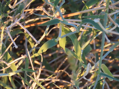 Image of Centropodia glauca by no rights reserved