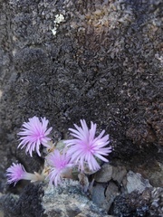 Conophytum ficiforme