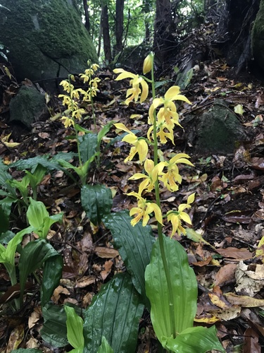 Calanthe striata, photograph 3