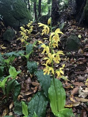 Calanthe striata, photograph author not stated, no rights reserved