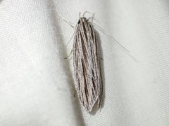 Leistarcha scitissimella