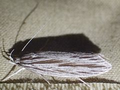Leistarcha scitissimella