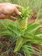 Eucomis autumnalis clavata