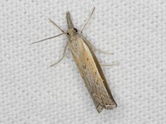 Ptochostola microphaeellus