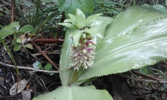 Eucomis montana